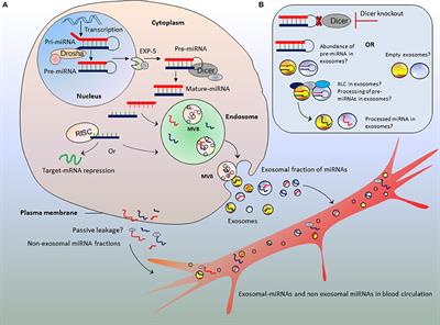 Long Distance Metabolic Regulation through Adipose-Derived Circulating Exosomal miRNAs: A Trail for RNA-Based Therapies?